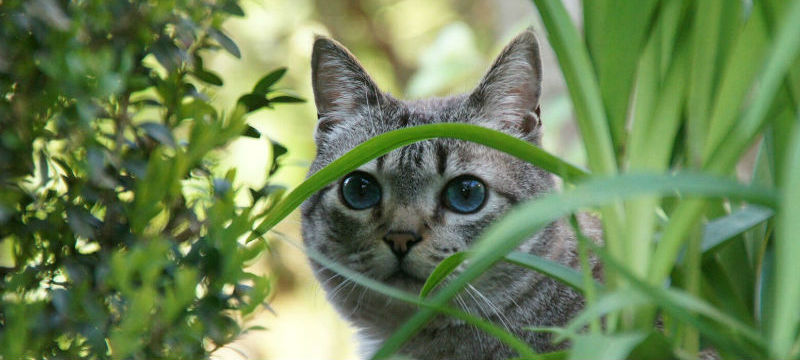 Striped cat hiding in grass